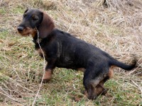 /album/odchovanci/a%c2%b4dira-jpg/