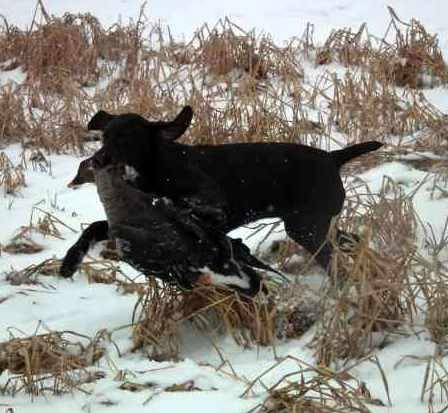 Gina která je v Polsku již v 6 měsících aportuje!
