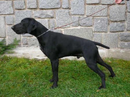 Morris od Nezdického potoka ,vrh F Amira