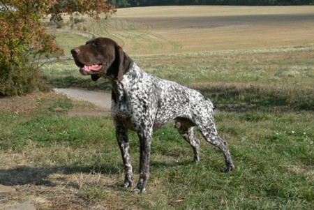 Gery od Milavečckých mohyl, vrh G Cira