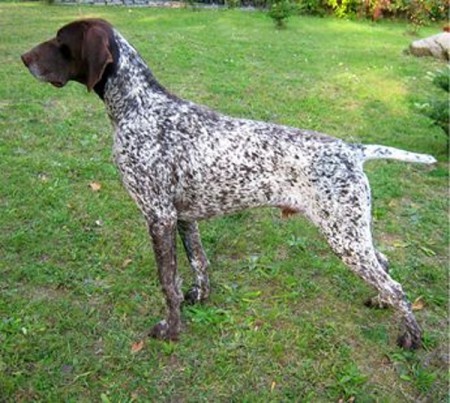 Monty z Jeklíku,vrh H a vrh CH  Cira