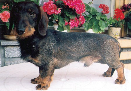 Castor od Borovské myslivny,vrh A Orina Zwi-Le-Ro