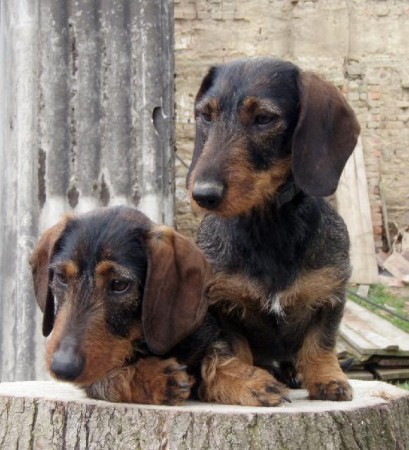 Adél a A'Dira z Čimelických strání,chovné feny