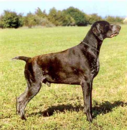 Ryn z Budiměřických polí,vrh I Gita