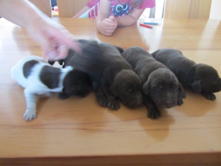 Gita vrh J fenky 20.8.2016