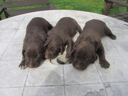 Gita vrh J psi 22.8.2016