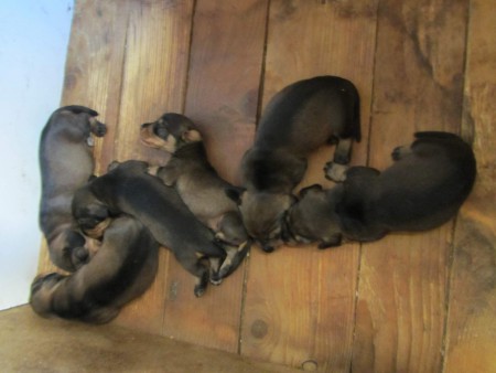 Adél vrh C 25.8.2016