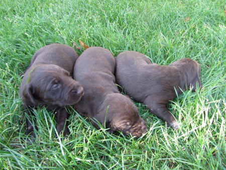 Vrh J pejsci 30.8.2016