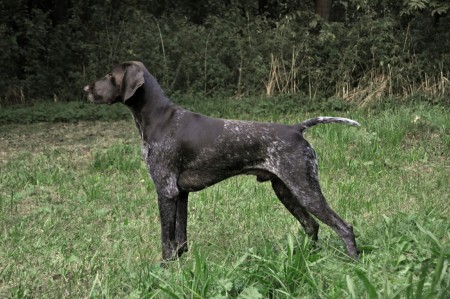 Il Faro z Černých blat xGita vrh J a K