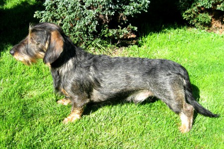 Hanes z Válovy zahrady x Adél vrh C